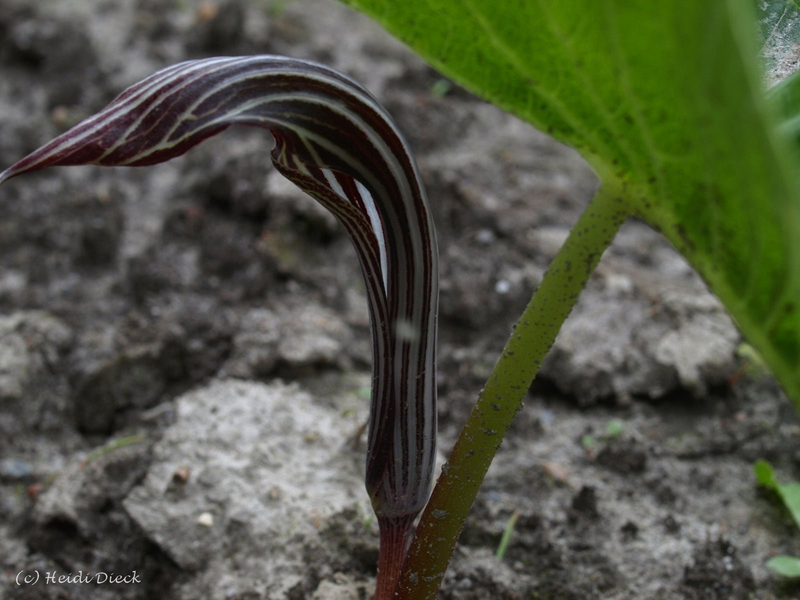 Arisaema fargesii - Herrenkamper Gärten - Pflanzenraritäten