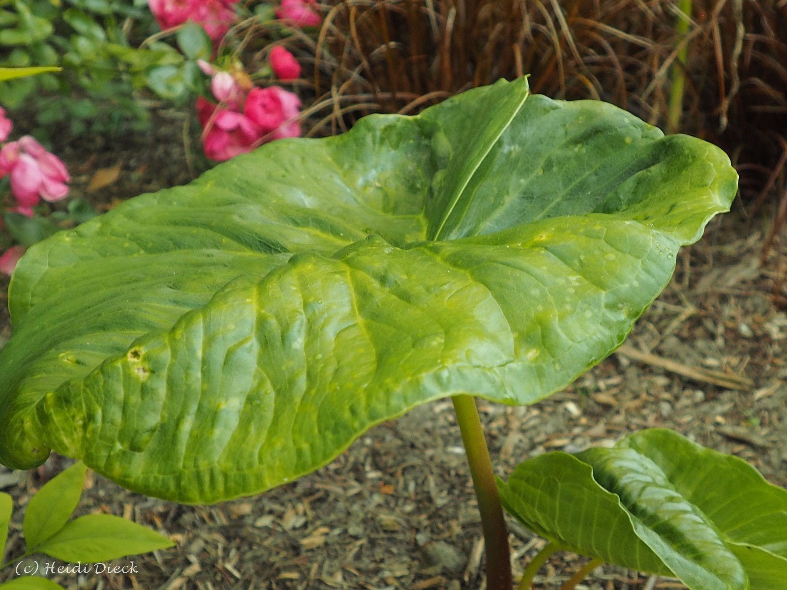 Arisaema fargesii - Herrenkamper Gärten - Pflanzenraritäten