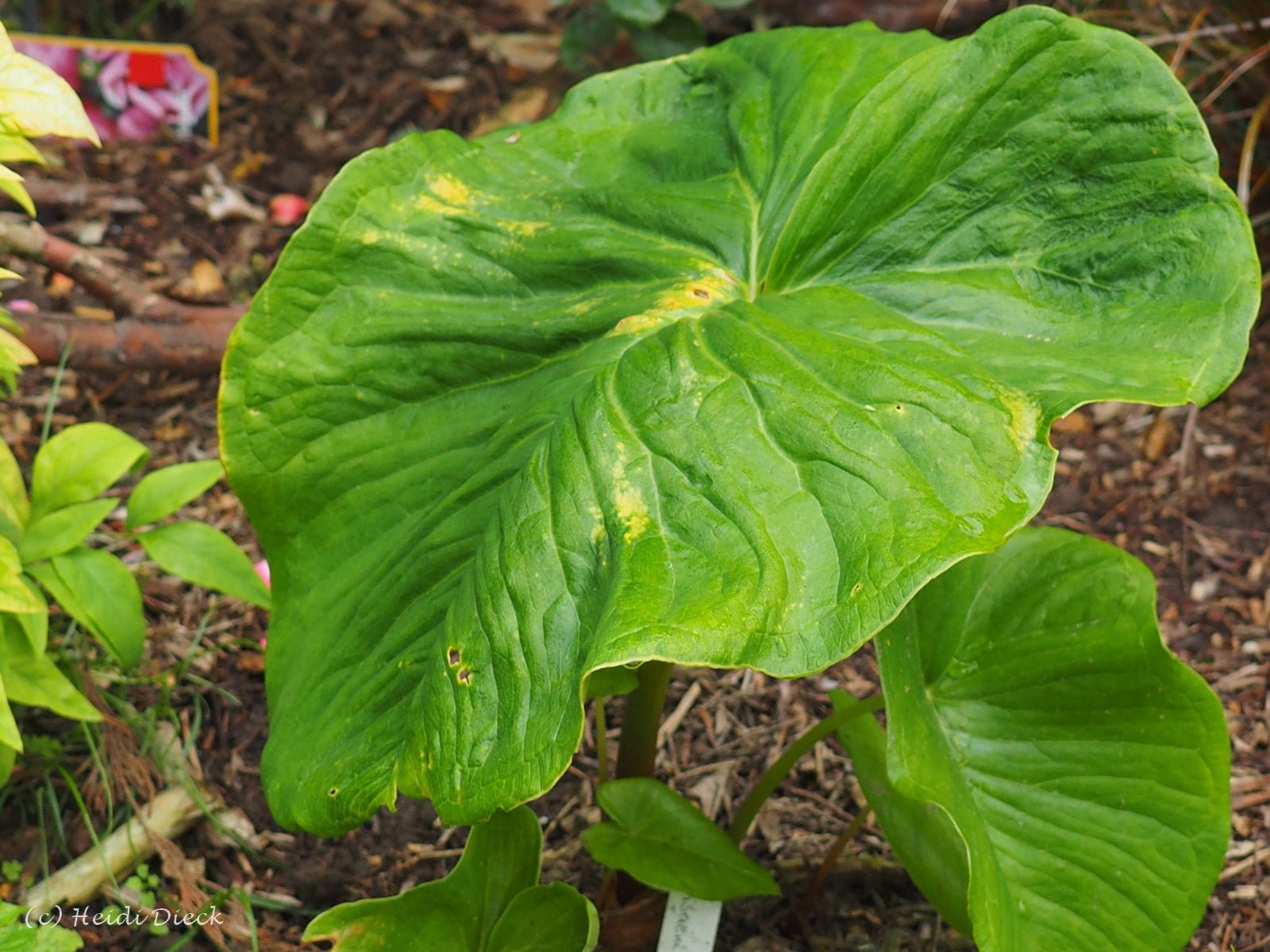 Arisaema fargesii - Herrenkamper Gärten - Pflanzenraritäten