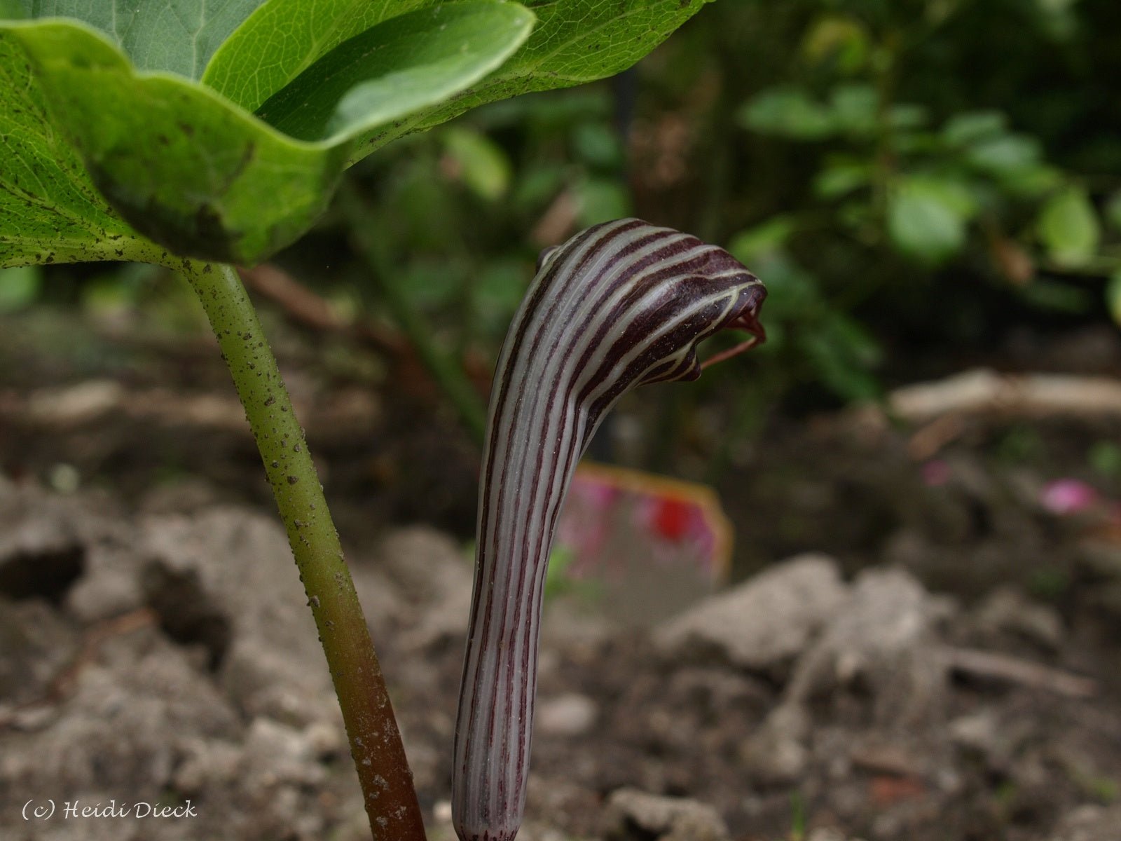 Arisaema fargesii - Herrenkamper Gärten - Pflanzenraritäten