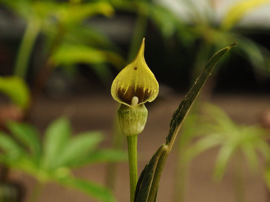 Arisaema flavum - Herrenkamper Gärten - Pflanzenraritäten