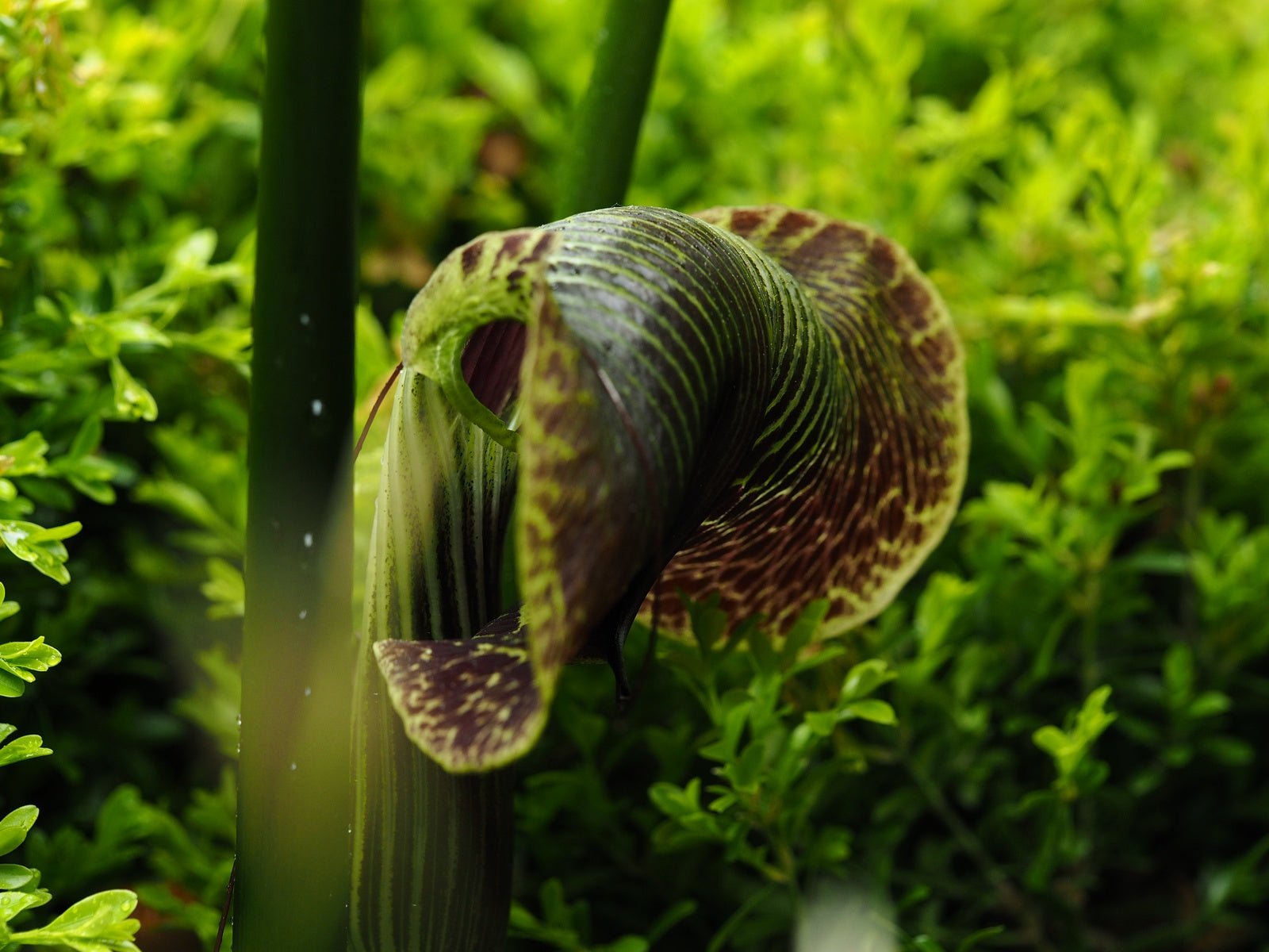 Arisaema griffithii - Herrenkamper Gärten - Pflanzenraritäten