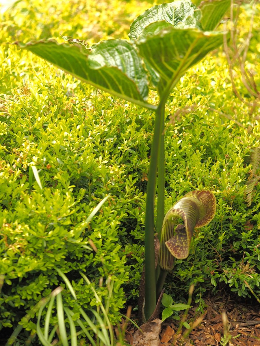 Arisaema griffithii - Herrenkamper Gärten - Pflanzenraritäten