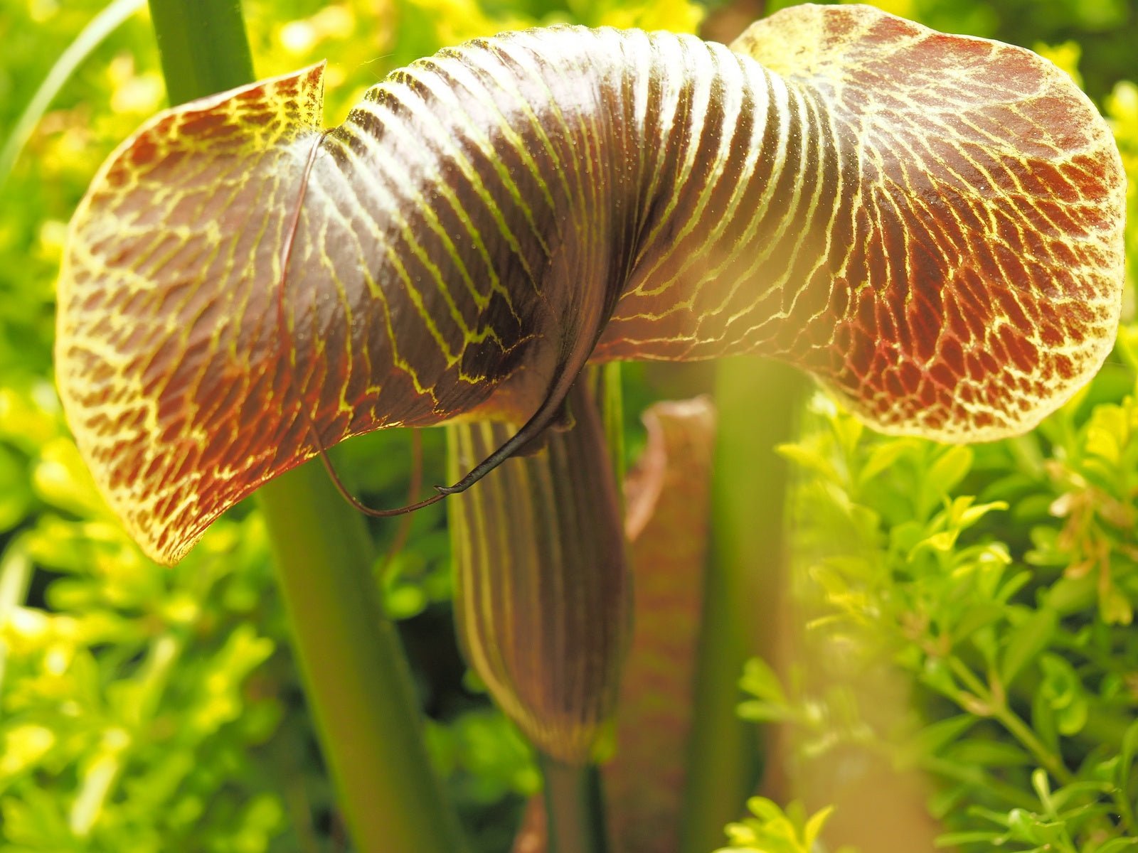 Arisaema griffithii - Herrenkamper Gärten - Pflanzenraritäten