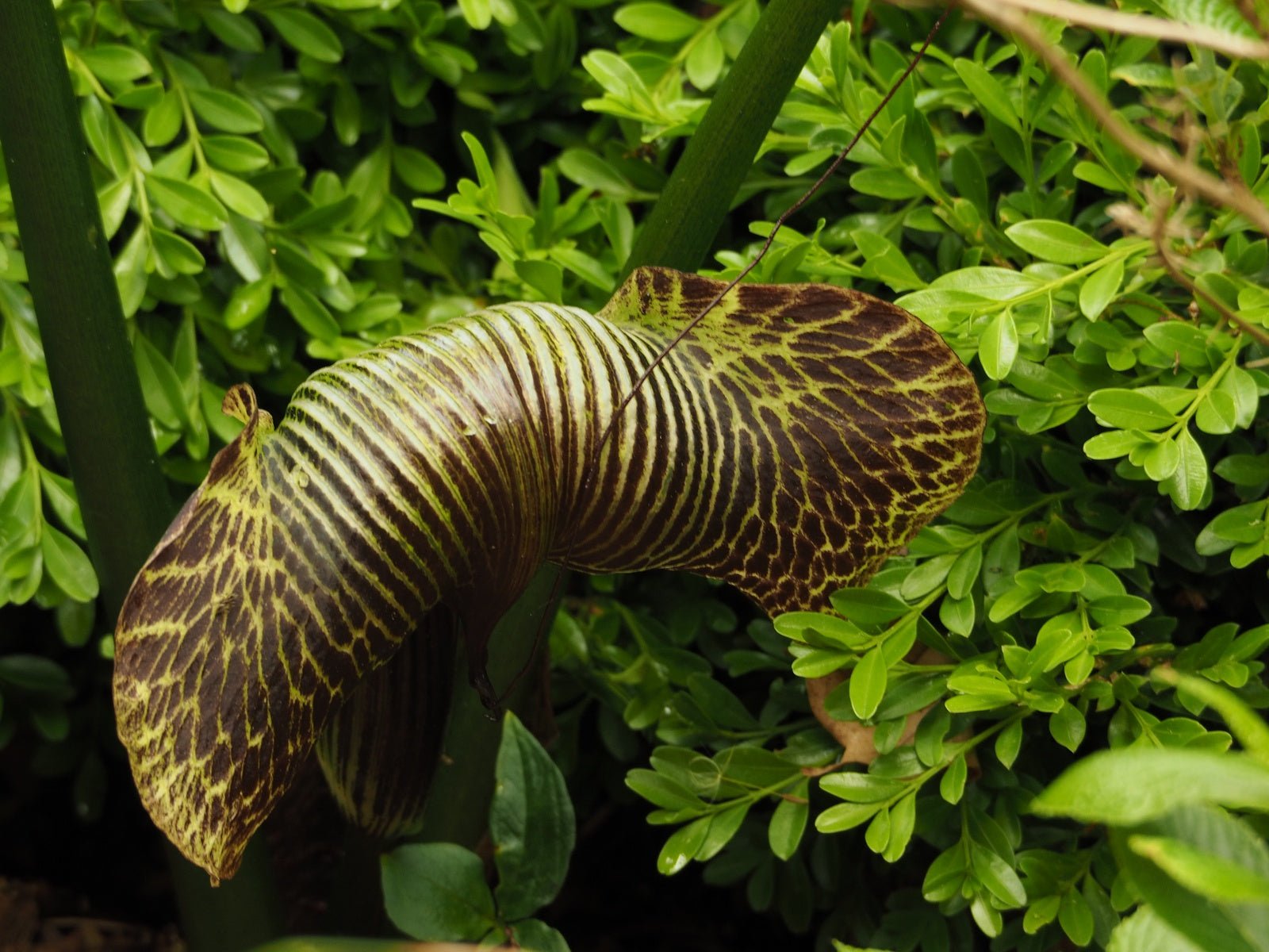 Arisaema griffithii - Herrenkamper Gärten - Pflanzenraritäten