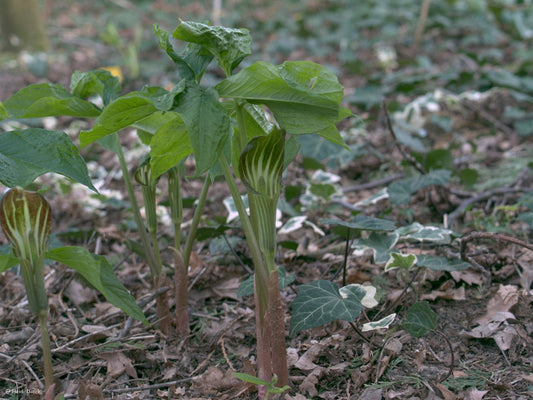 Arisaema robustum - Herrenkamper Gärten - Pflanzenraritäten