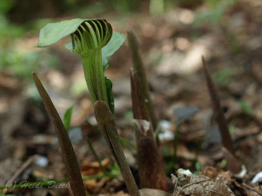 Arisaema triphyllum - Herrenkamper Gärten - Pflanzenraritäten