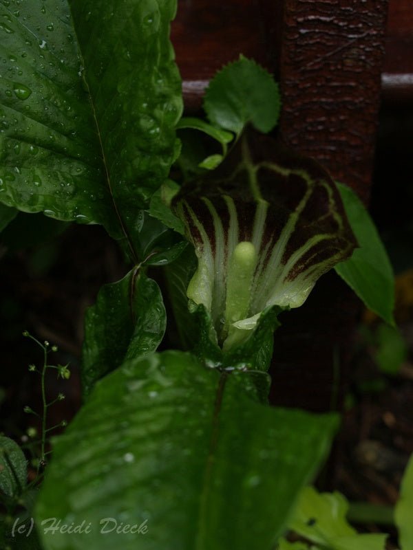 Arisaema triphyllum - Herrenkamper Gärten - Pflanzenraritäten