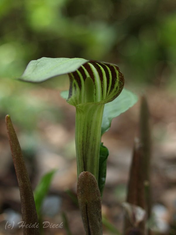 Arisaema triphyllum - Herrenkamper Gärten - Pflanzenraritäten