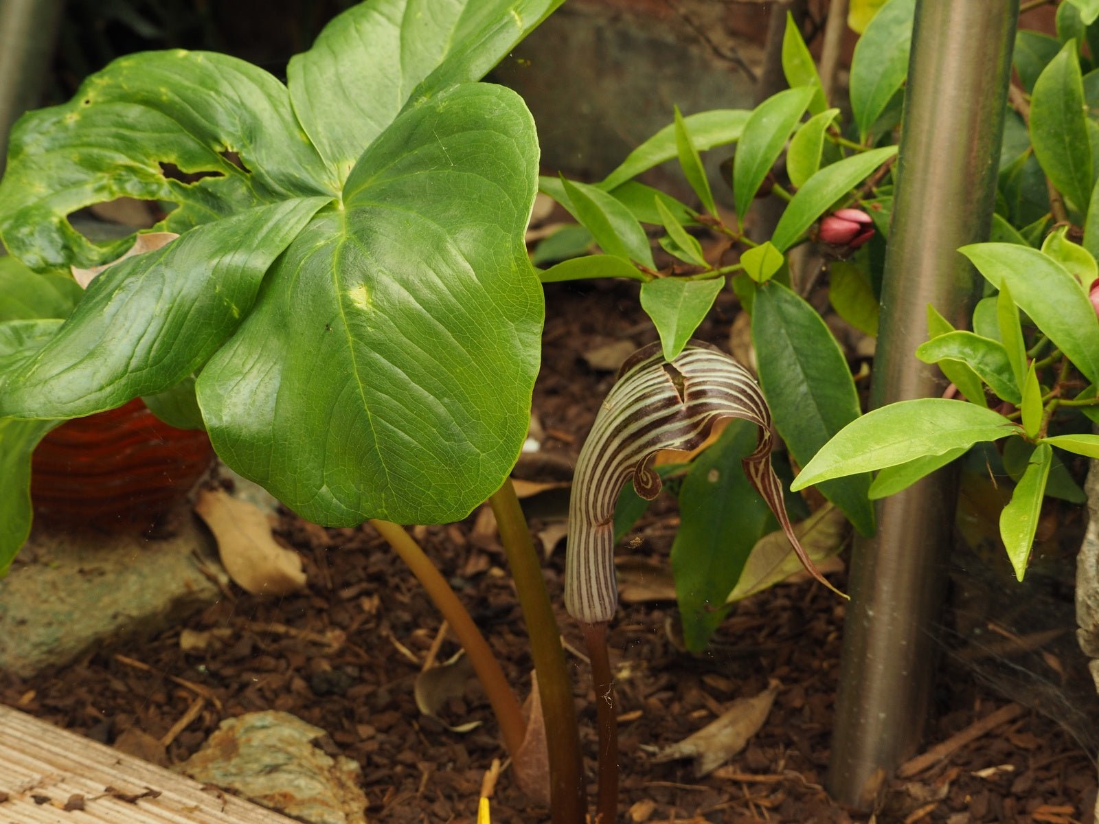 Arisaema wilsonii - Herrenkamper Gärten - Pflanzenraritäten