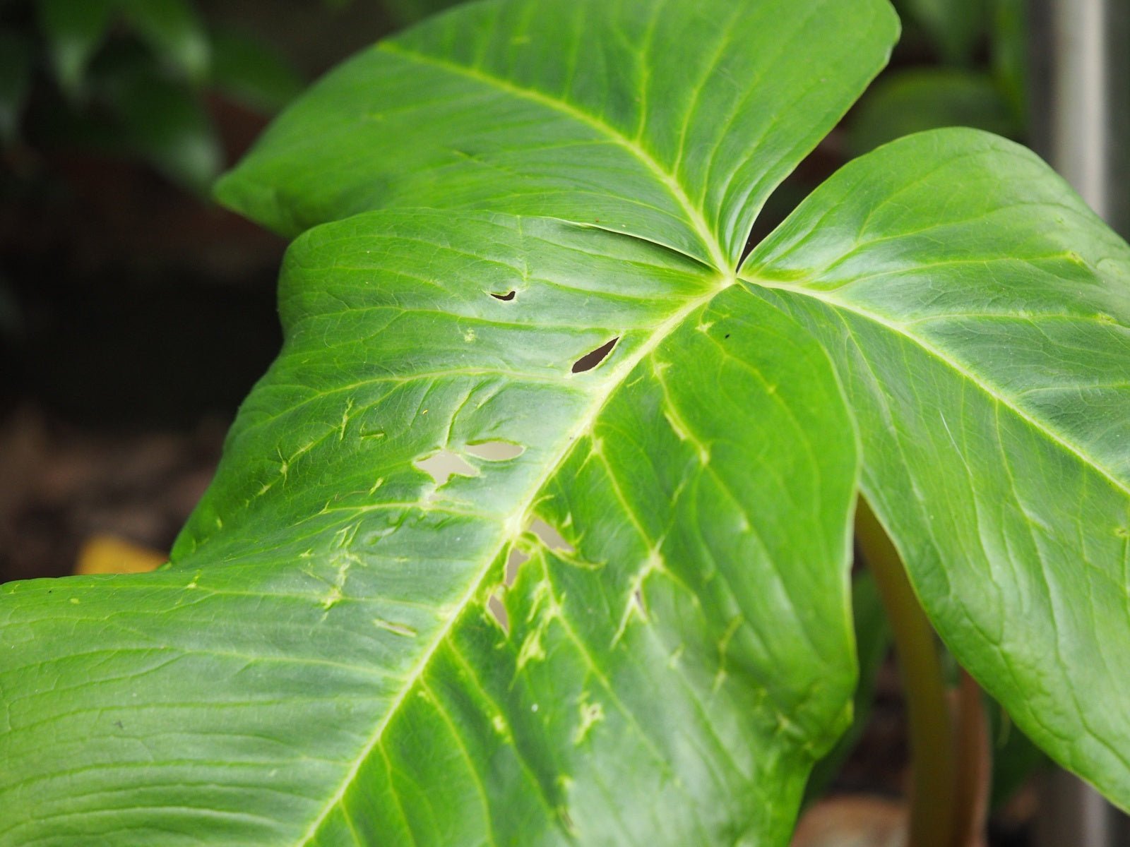 Arisaema wilsonii - Herrenkamper Gärten - Pflanzenraritäten