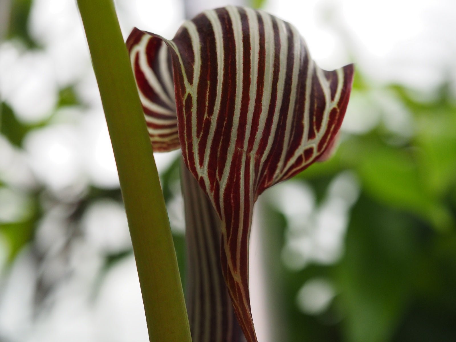 Arisaema wilsonii - Herrenkamper Gärten - Pflanzenraritäten