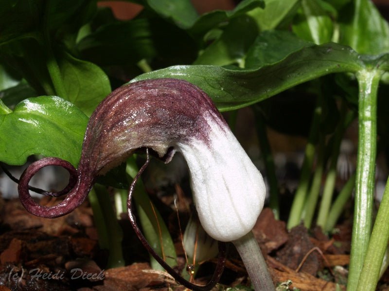 Arisarum proboscideum - Herrenkamper Gärten - Pflanzenraritäten