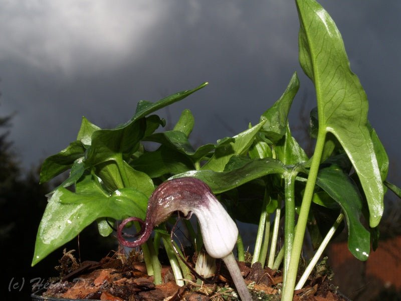 Arisarum proboscideum - Herrenkamper Gärten - Pflanzenraritäten