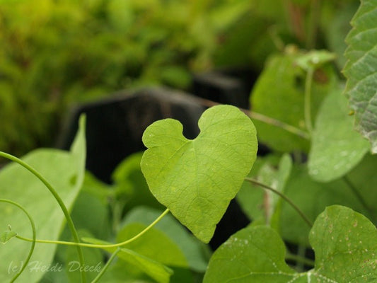 Aristolochia macrophylla - Herrenkamper Gärten - Pflanzenraritäten