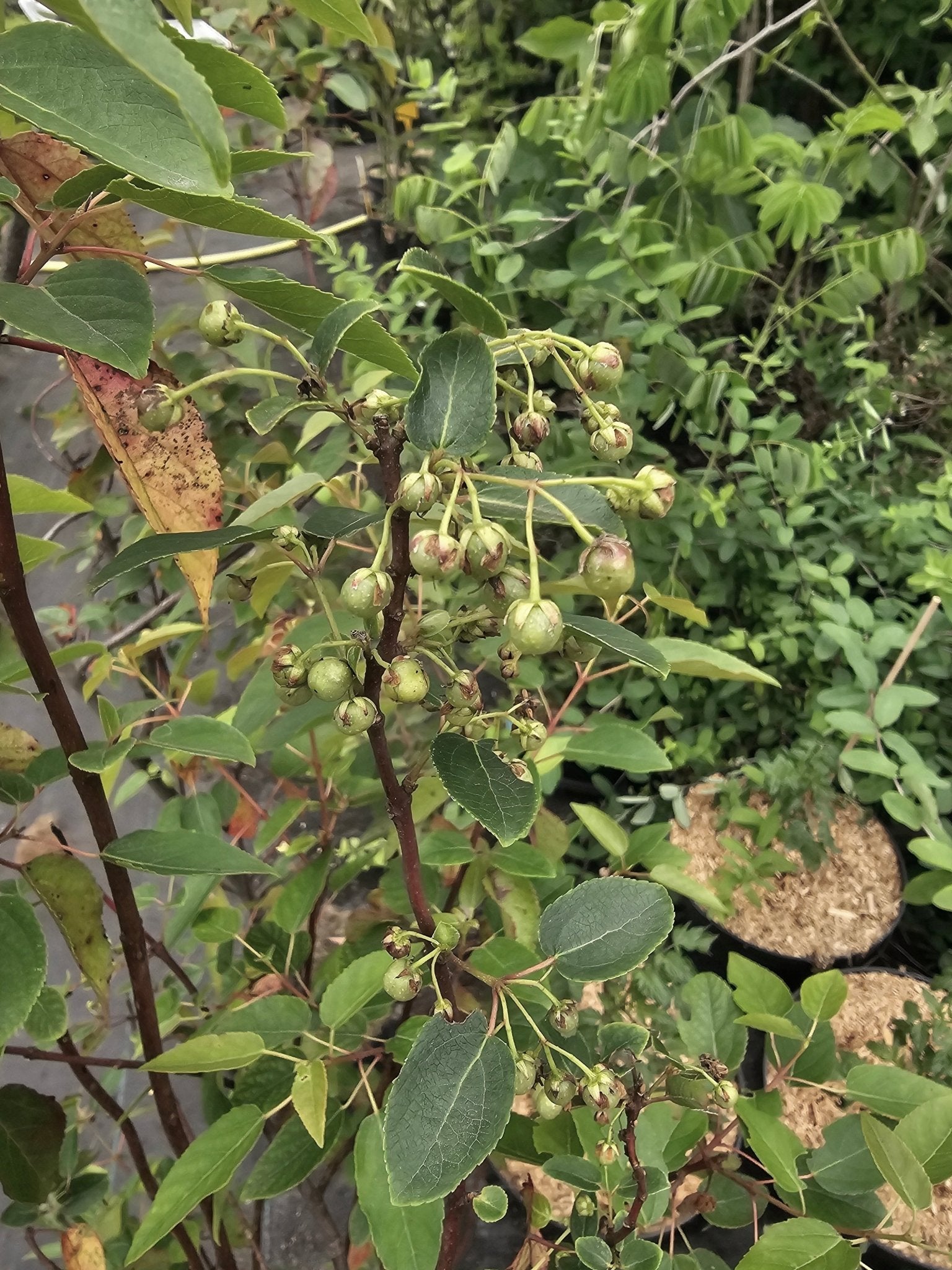 Aristotelia chilensis - Herrenkamper Gärten - Pflanzenraritäten