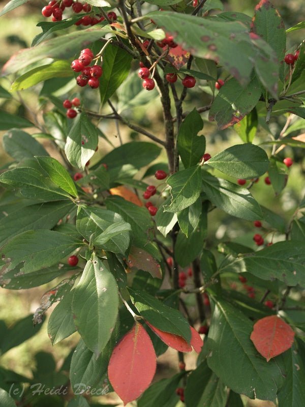 Aronia arbutifolia 'Brillant' - Herrenkamper Gärten - Pflanzenraritäten