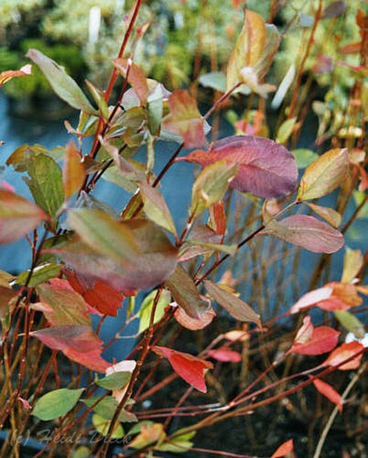 Aronia arbutifolia 'Brillant' - Herrenkamper Gärten - Pflanzenraritäten