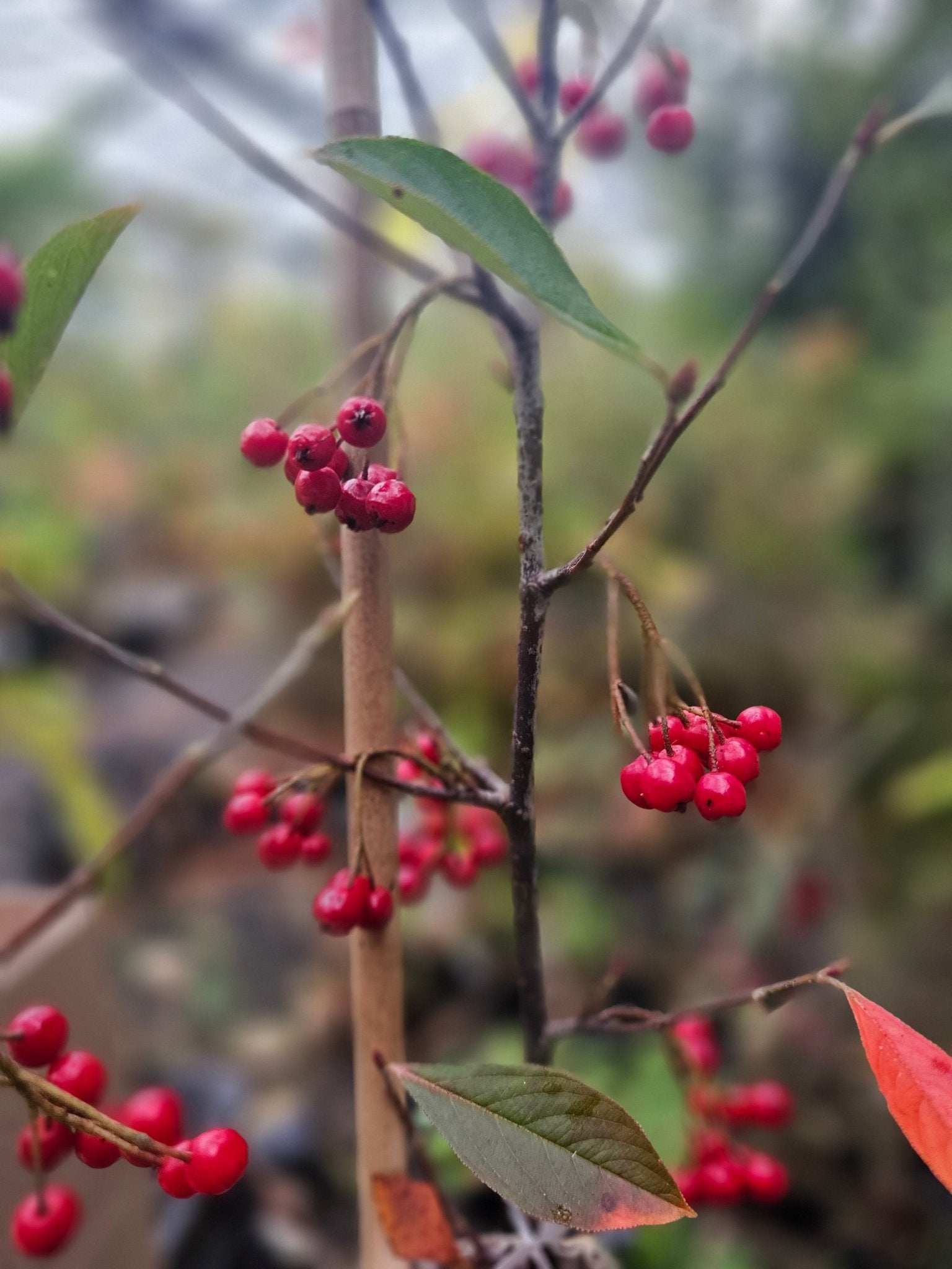 Aronia arbutifolia 'Brillant' - Herrenkamper Gärten - Pflanzenraritäten