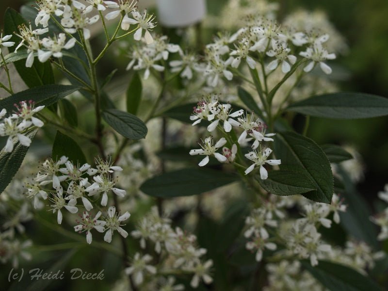 Aronia arbutifolia 'Erecta' - Herrenkamper Gärten - Pflanzenraritäten