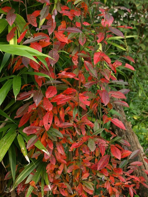 Aronia arbutifolia 'Erecta' - Herrenkamper Gärten - Pflanzenraritäten