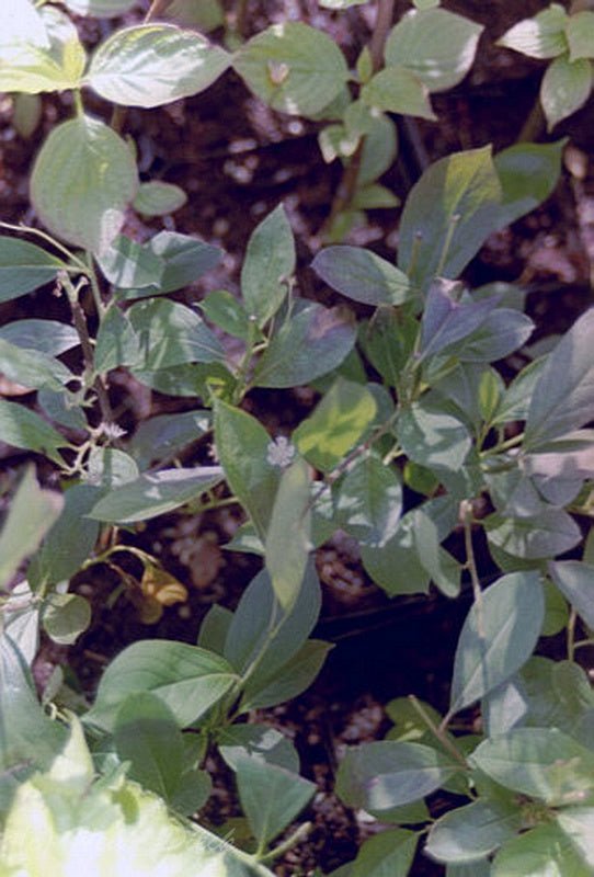 Aronia melanocarpa 'Hugin' - Herrenkamper Gärten - Pflanzenraritäten