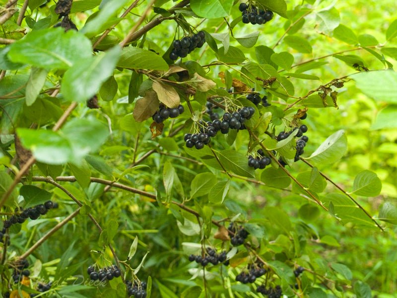 Aronia melanocarpa 'Karhumäki' - Herrenkamper Gärten - Pflanzenraritäten