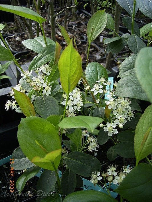 Aronia melanocarpa 'Morton' - Herrenkamper Gärten - Pflanzenraritäten