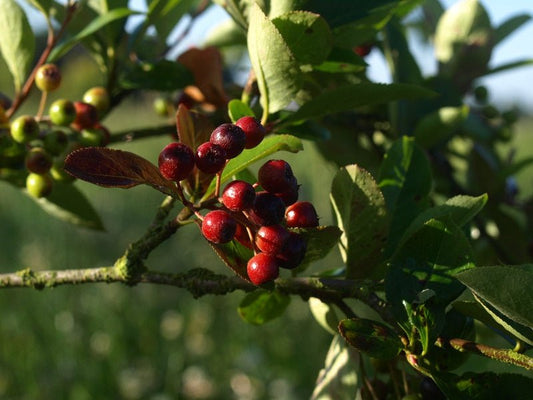 Aronia melanocarpa 'Nero' - Herrenkamper Gärten - Pflanzenraritäten