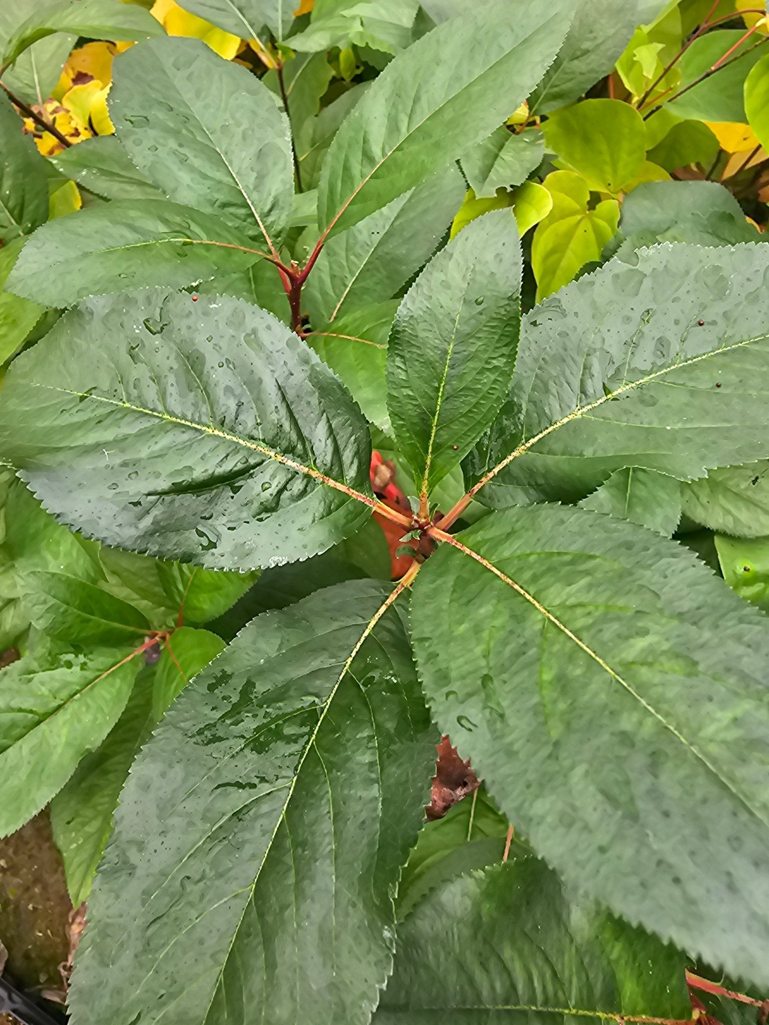 Aronia melanocarpa 'Rubina' - Herrenkamper Gärten - Pflanzenraritäten