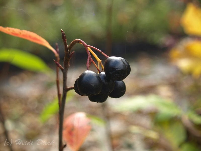 Aronia melanocarpa 'Vicking' - Herrenkamper Gärten - Pflanzenraritäten