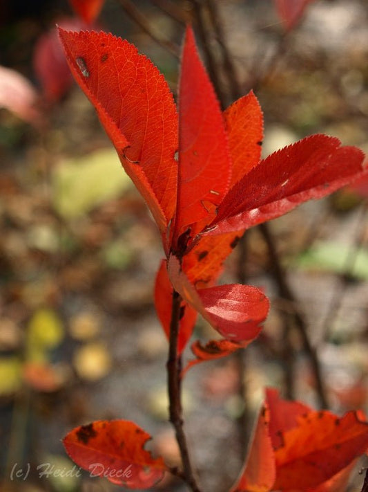 Aronia melanocarpa 'Vicking' - Herrenkamper Gärten - Pflanzenraritäten