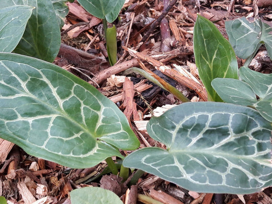 Arum italicum ssp. marmoratum - Herrenkamper Gärten - Pflanzenraritäten