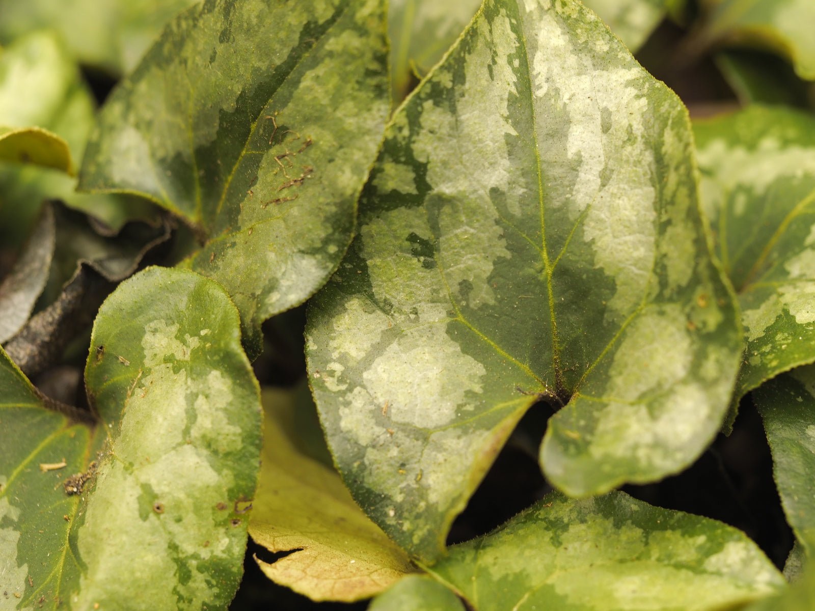 Asarum splendens - Herrenkamper Gärten - Pflanzenraritäten