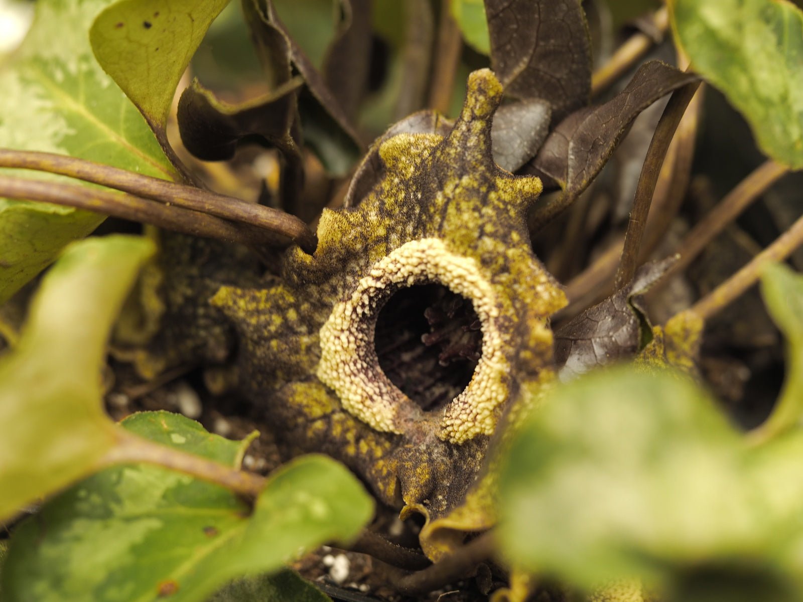 Asarum splendens - Herrenkamper Gärten - Pflanzenraritäten