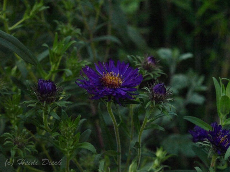 Aster novae - angliae 'Büchter Nacht' - Herrenkamper Gärten - Pflanzenraritäten