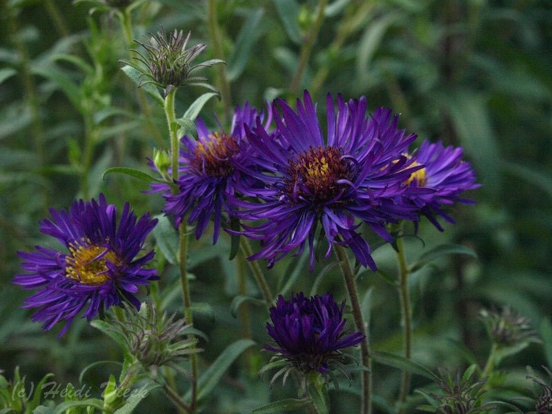 Aster novae - angliae 'Büchter Nacht' - Herrenkamper Gärten - Pflanzenraritäten