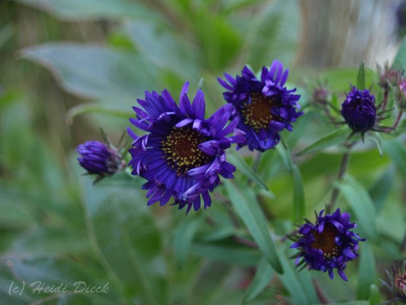 Aster novae - angliae 'Büchter Nacht' - Herrenkamper Gärten - Pflanzenraritäten