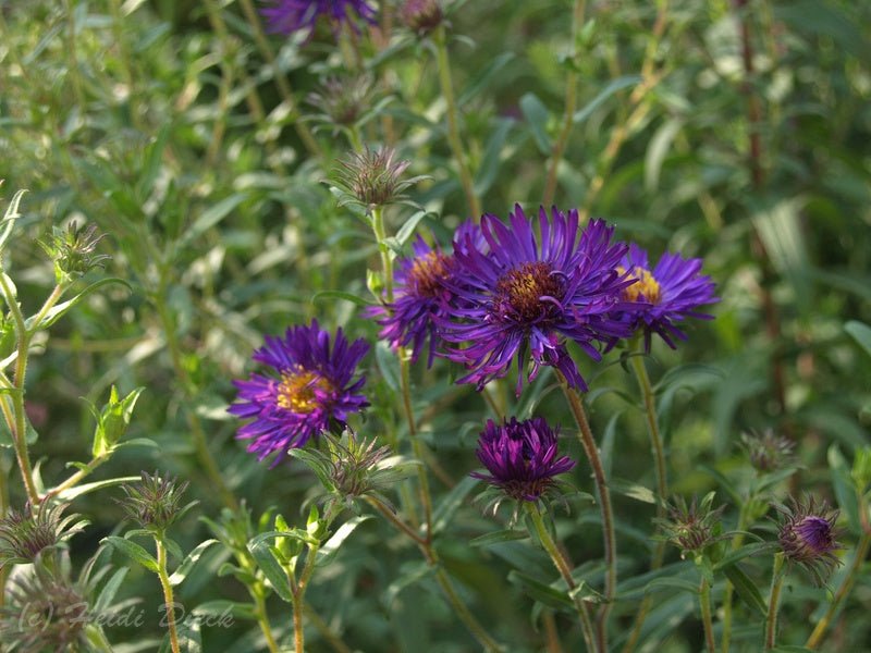 Aster novae - angliae 'Büchter Nacht' - Herrenkamper Gärten - Pflanzenraritäten