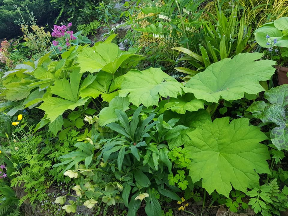 Astilboides tabularis - Herrenkamper Gärten - Pflanzenraritäten