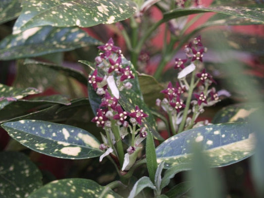 Aucuba japonica 'Variegata' - Herrenkamper Gärten - Pflanzenraritäten