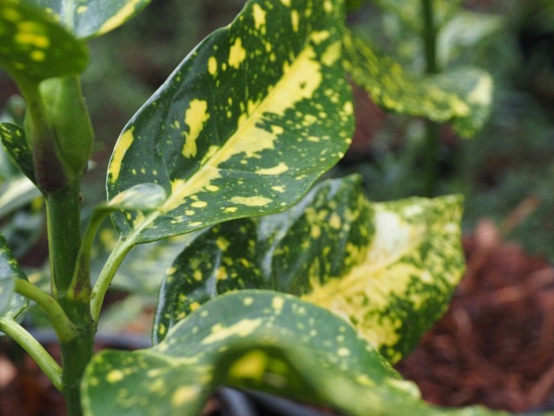 Aucuba japonica 'Variegata' - Herrenkamper Gärten - Pflanzenraritäten