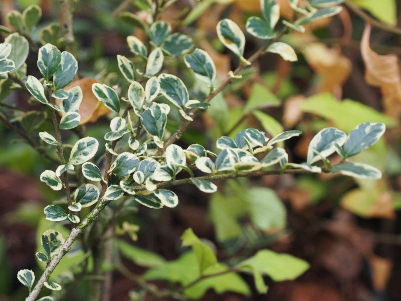 Azara microphylla 'Gilt Edge' - Herrenkamper Gärten - Pflanzenraritäten