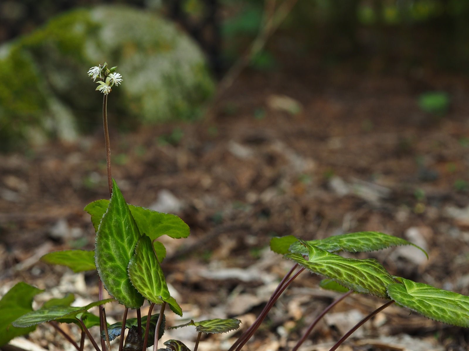 Beesia calthifolia - Herrenkamper Gärten - Pflanzenraritäten