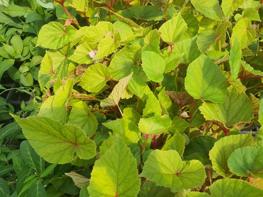 Begonia grandis ssp.evansiana - Herrenkamper Gärten - Pflanzenraritäten