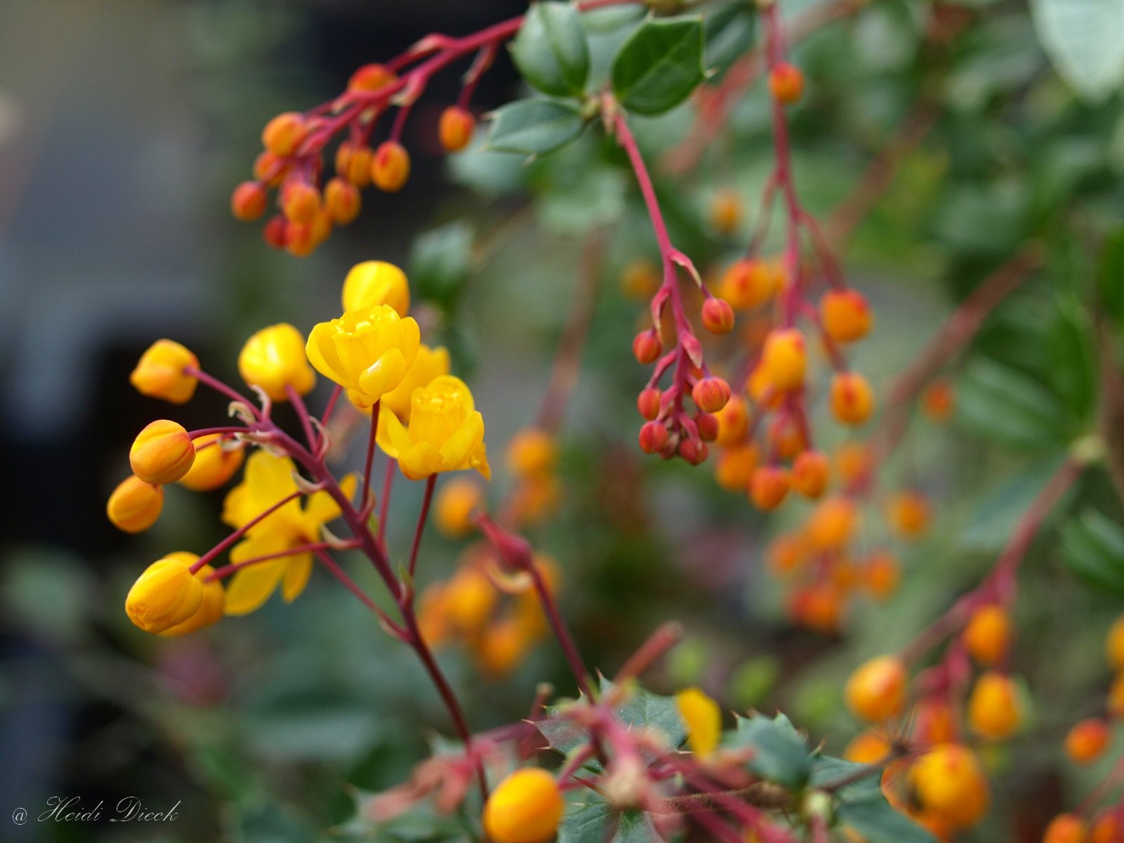 Berberis darwinii - Herrenkamper Gärten - Pflanzenraritäten