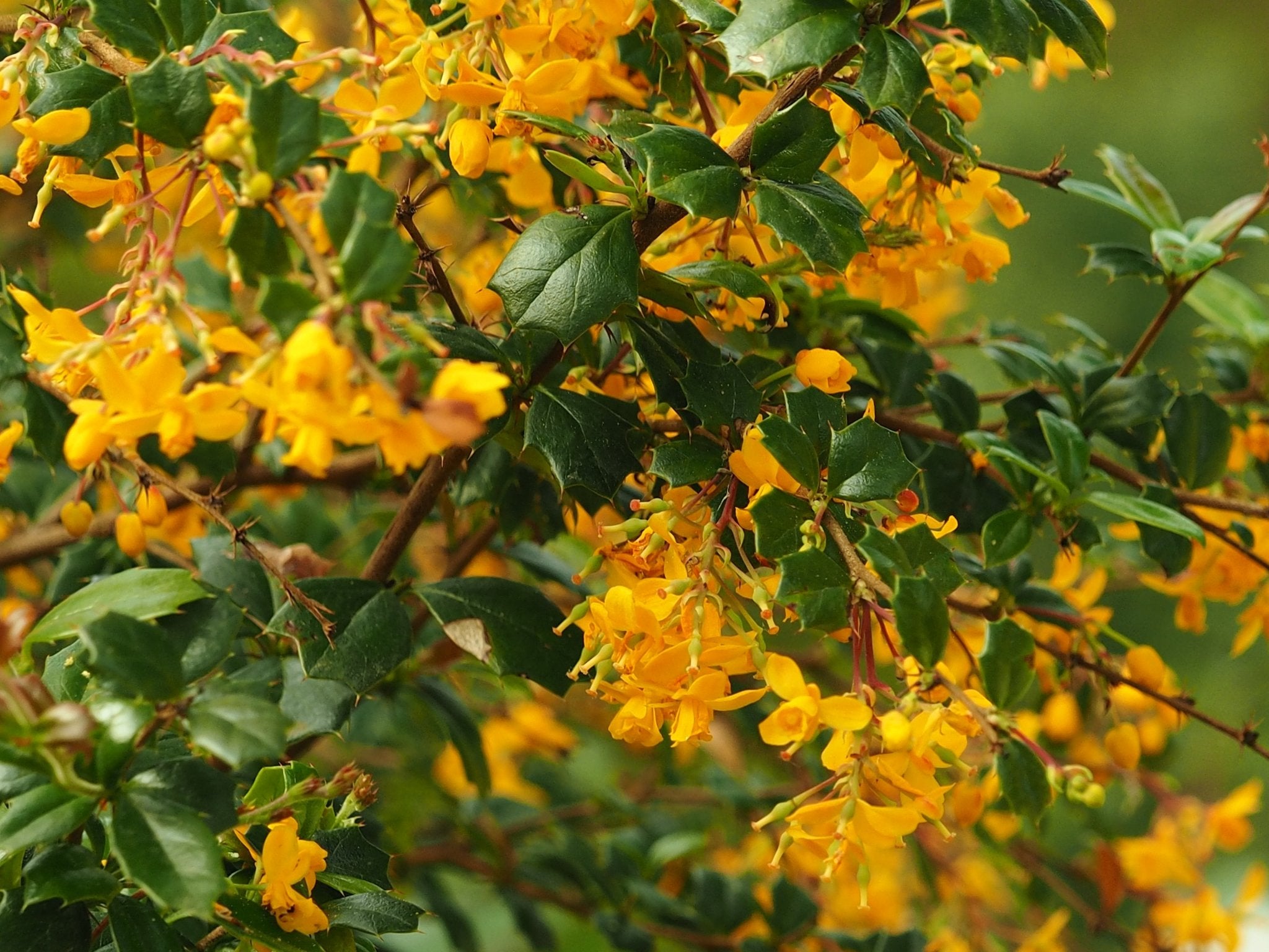 Berberis darwinii 'Compacta' - Herrenkamper Gärten - Pflanzenraritäten