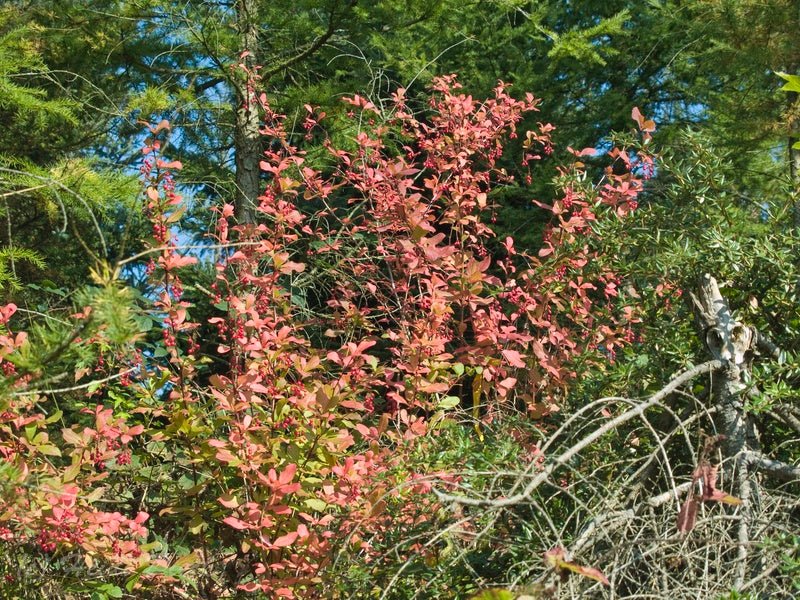 Berberis koreana - Herrenkamper Gärten - Pflanzenraritäten