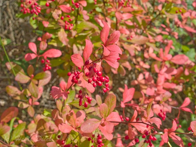 Berberis koreana - Herrenkamper Gärten - Pflanzenraritäten