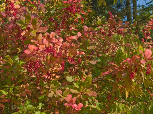 Berberis koreana - Herrenkamper Gärten - Pflanzenraritäten